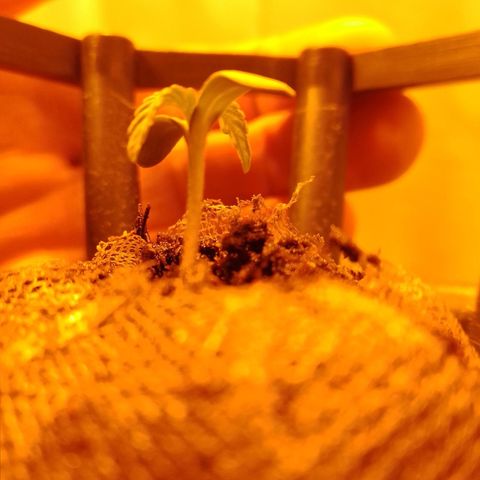 Frutiboom growlog timeline photo