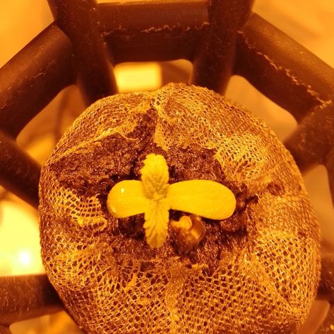 Frutiboom growlog timeline photo