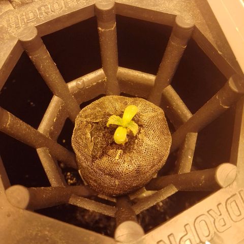 Frutiboom growlog timeline photo
