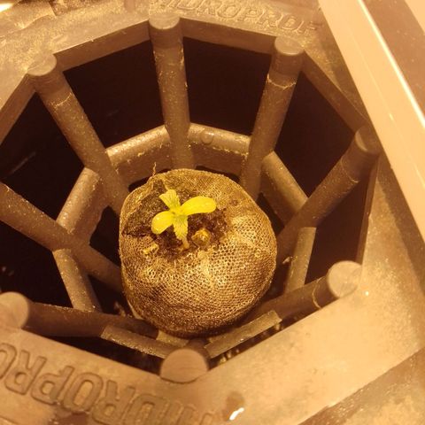 Frutiboom growlog timeline photo