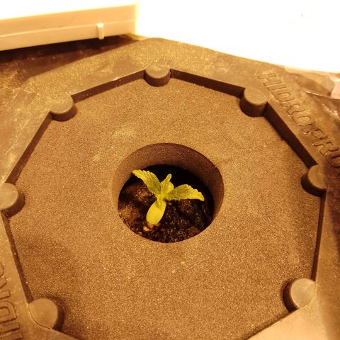 Frutiboom growlog timeline photo