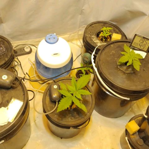 Frutiboom growlog timeline photo