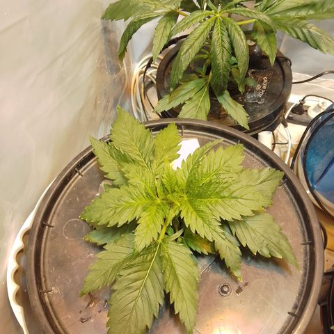 Frutiboom growlog timeline photo
