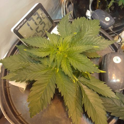 Frutiboom growlog timeline photo