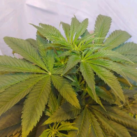 Frutiboom growlog timeline photo
