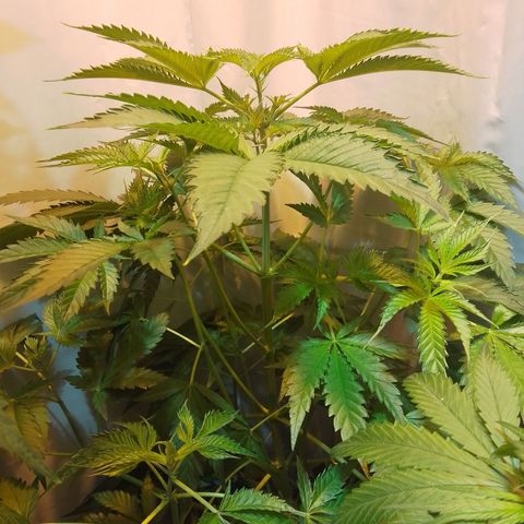 Frutiboom growlog timeline photo
