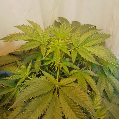 Frutiboom growlog timeline photo