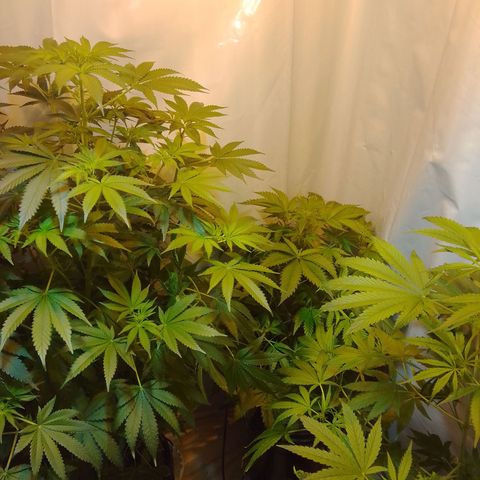Frutiboom growlog timeline photo