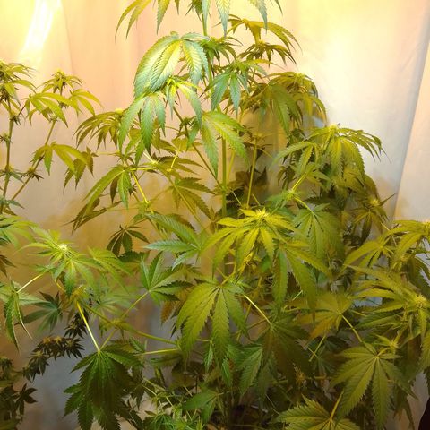 Frutiboom growlog timeline photo