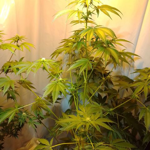 Frutiboom growlog timeline photo