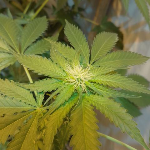 Frutiboom growlog timeline photo