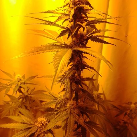 Frutiboom growlog timeline photo