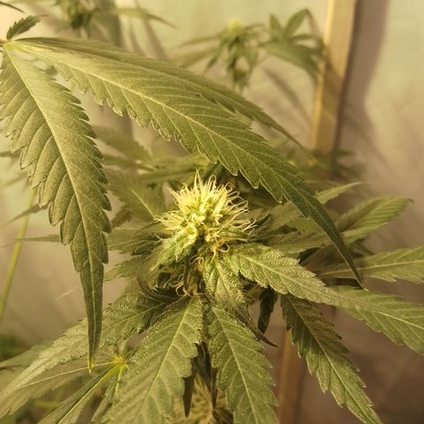 Frutiboom growlog timeline photo