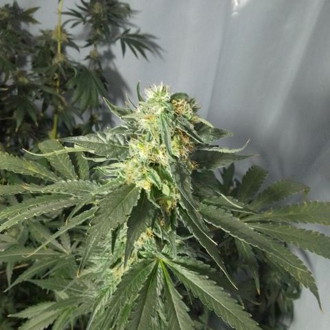 Frutiboom growlog timeline photo