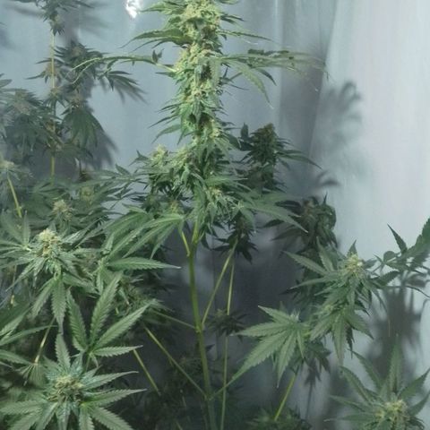 Frutiboom growlog timeline photo