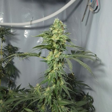 Frutiboom growlog timeline photo