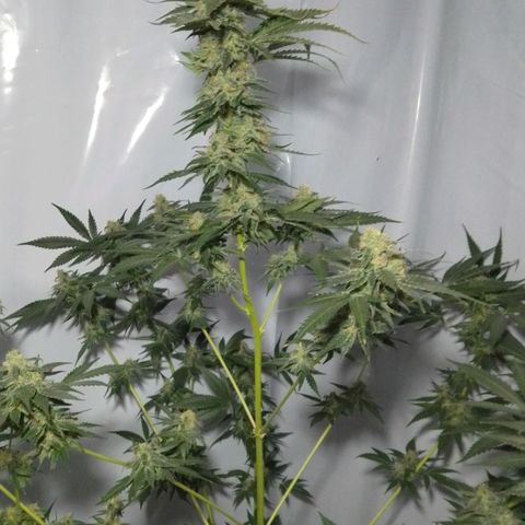Frutiboom growlog timeline photo
