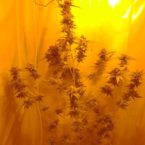 Frutiboom growlog timeline photo