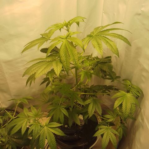 Super lemon red  growlog timeline photo