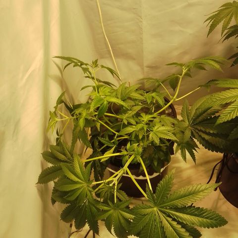 Super lemon red 2 growlog timeline photo