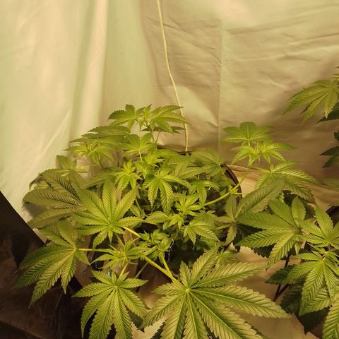 Super lemon red 2 growlog timeline photo