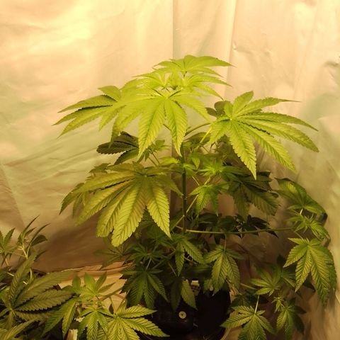 Super lemon red  growlog timeline photo