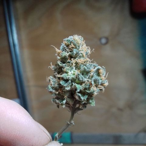 Frutiboom growlog timeline photo