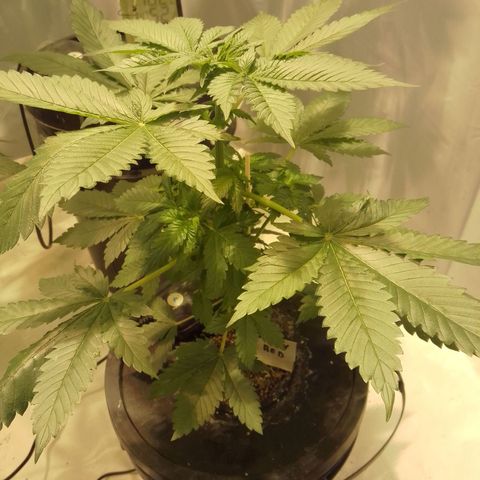Moby Red  growlog timeline photo
