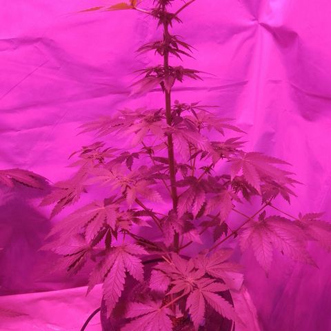 Moby Red  growlog timeline photo