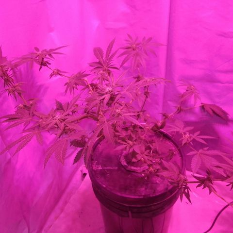 Super lemon red 2 growlog timeline photo