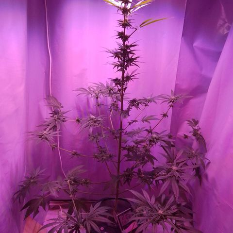 Super lemon red  growlog timeline photo