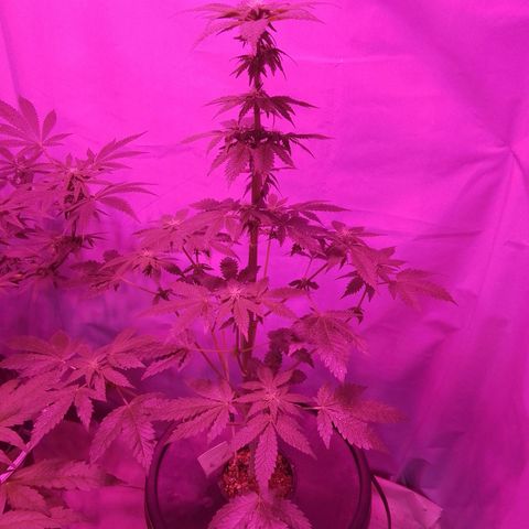 Moby Red  growlog timeline photo