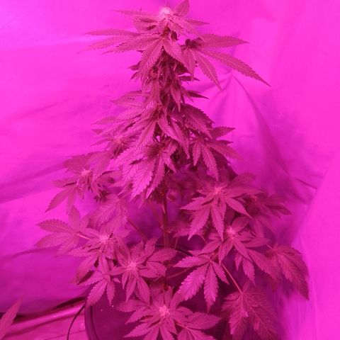 Moby Red  growlog timeline photo