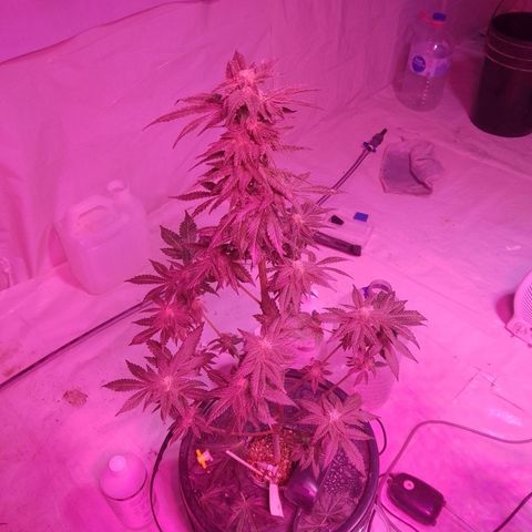 Moby Red  growlog timeline photo