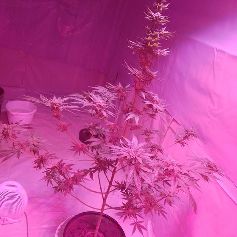 Super lemon red  growlog timeline photo
