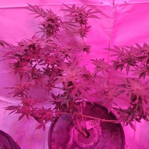 Super lemon red 2 growlog timeline photo