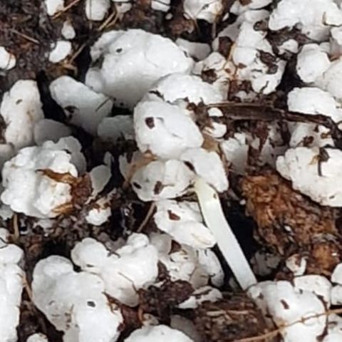 Cookie Gelato Outtie growlog photo: Popping up
