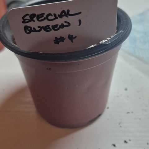 The queens #4 growlog photo: Potted