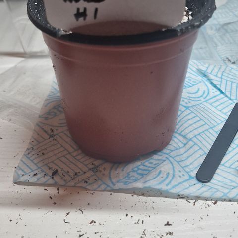The queens #4 growlog timeline photo