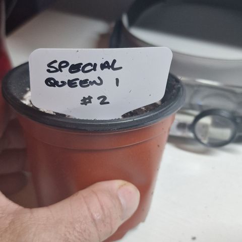 The queens #2 growlog timeline photo