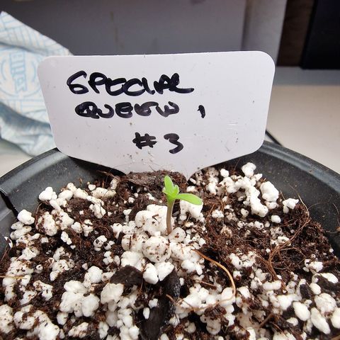 The queens #3 growlog timeline photo