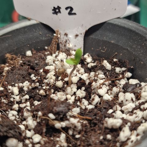 The queens #2 growlog timeline photo