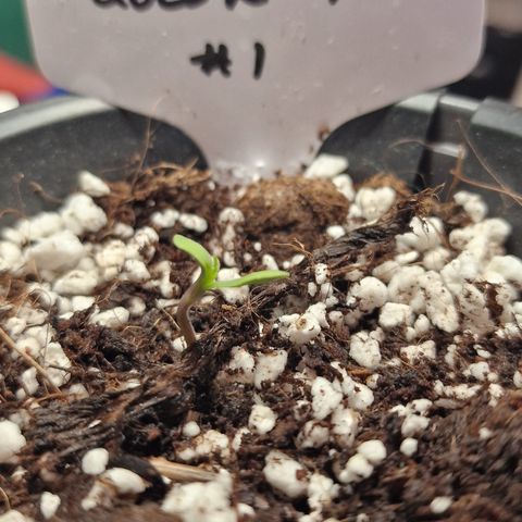 The queens #1 growlog timeline photo