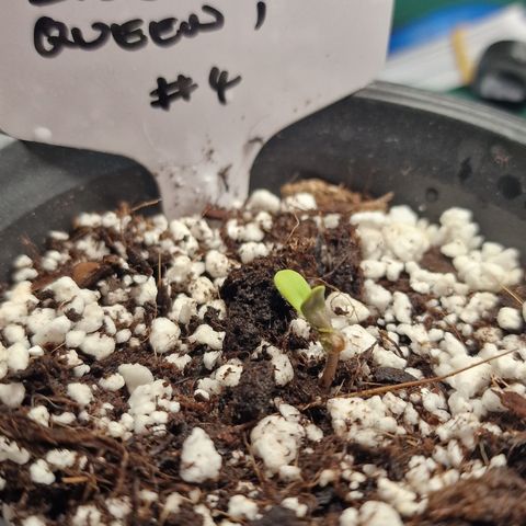 The queens #4 growlog timeline photo