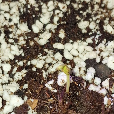 Charlotte outtie growlog timeline photo