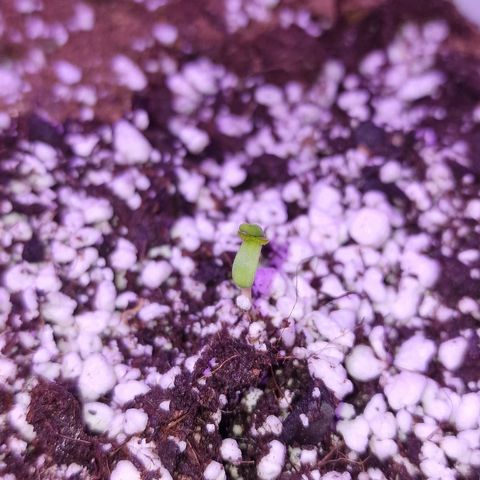 Cookie Gelato Outtie growlog timeline photo