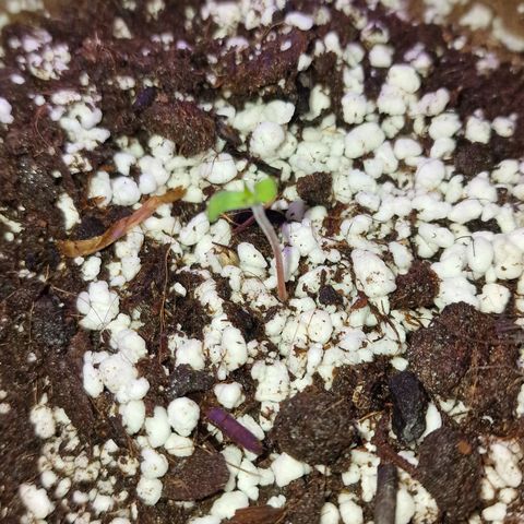 G-man growlog timeline photo