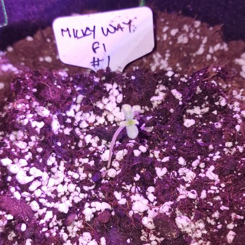 Uranus growlog timeline photo