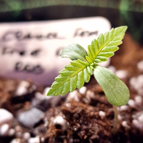 G-man growlog timeline photo