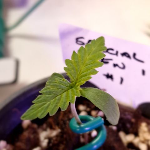 The queens #1 growlog timeline photo